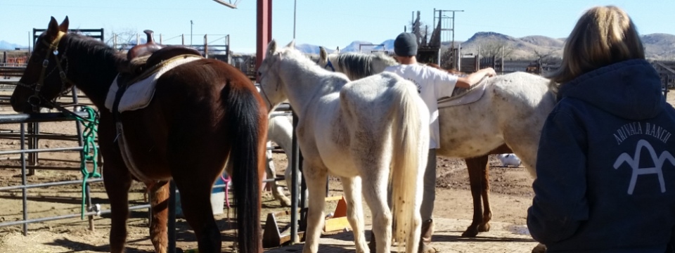Horse Sense at the Arivaca Boys Ranch